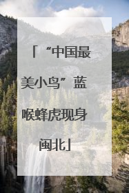 “中国最美小鸟”蓝喉蜂虎现身闽北
