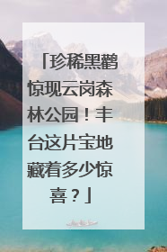 珍稀黑鹳惊现云岗森林公园！丰台这片宝地藏着多少惊喜？
