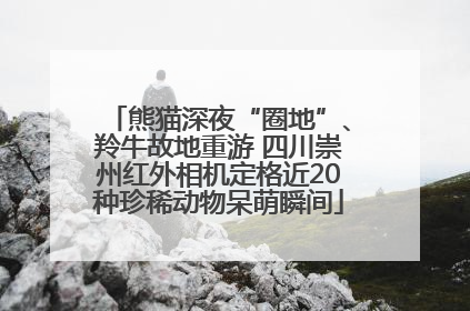 熊猫深夜“圈地”、羚牛故地重游 四川崇州红外相机定格近20种珍稀动物呆萌瞬间