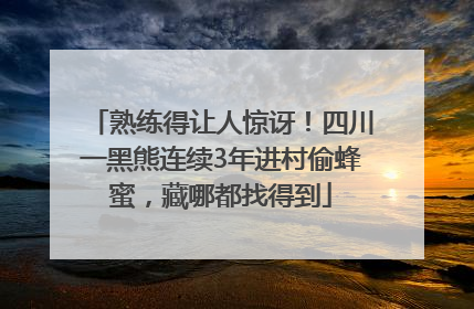 熟练得让人惊讶！四川一黑熊连续3年进村偷蜂蜜，藏哪都找得到