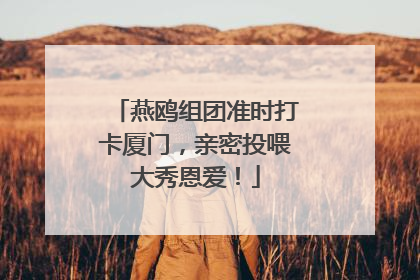 燕鸥组团准时打卡厦门，亲密投喂大秀恩爱！