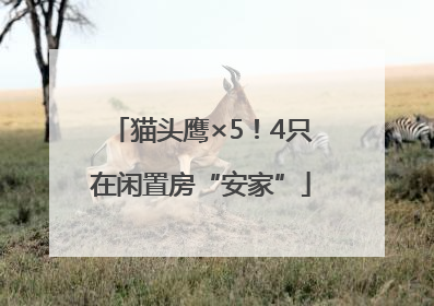 猫头鹰×5！4只在闲置房“安家”