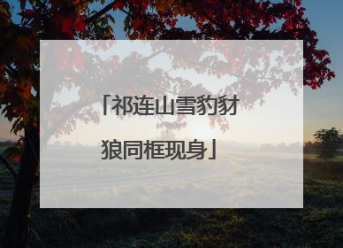 祁连山雪豹豺狼同框现身