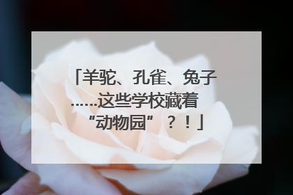 羊驼、孔雀、兔子……这些学校藏着 “动物园”？！