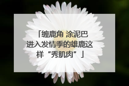 缠鹿角 涂泥巴 进入发情季的雄鹿这样“秀肌肉”