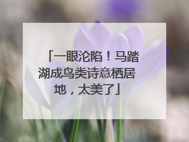 一眼沦陷！马踏湖成鸟类诗意栖居地，太美了