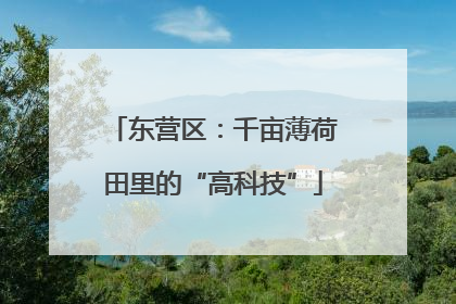 东营区：千亩薄荷田里的“高科技”