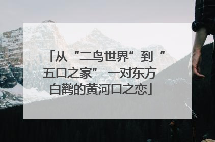 从“二鸟世界”到“五口之家” 一对东方白鹳的黄河口之恋