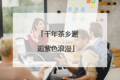 千年茶乡邂逅紫色浪漫