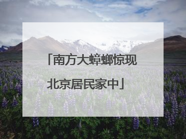 南方大蟑螂惊现北京居民家中
