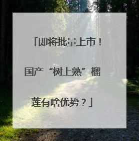 即将批量上市！国产“树上熟”榴莲有啥优势？