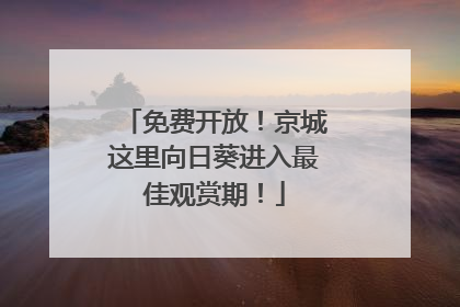 免费开放！京城这里向日葵进入最佳观赏期！