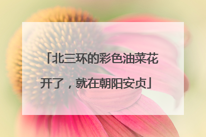 北三环的彩色油菜花开了，就在朝阳安贞