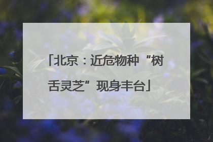 北京：近危物种“树舌灵芝”现身丰台