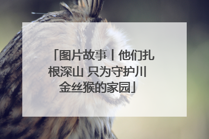 图片故事丨他们扎根深山 只为守护川金丝猴的家园