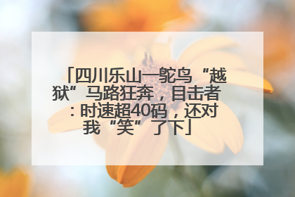四川乐山一鸵鸟“越狱”马路狂奔，目击者：时速超40码，还对我“笑”了下
