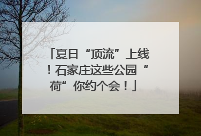 夏日“顶流”上线！石家庄这些公园“荷”你约个会！