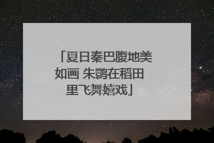 夏日秦巴腹地美如画 朱鹮在稻田里飞舞嬉戏