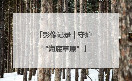 影像记录｜守护“海底草原”