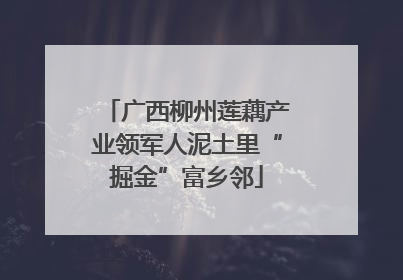 广西柳州莲藕产业领军人泥土里“掘金”富乡邻