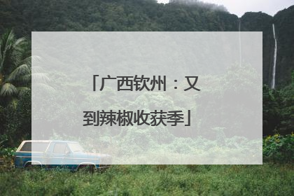 广西钦州：又到辣椒收获季