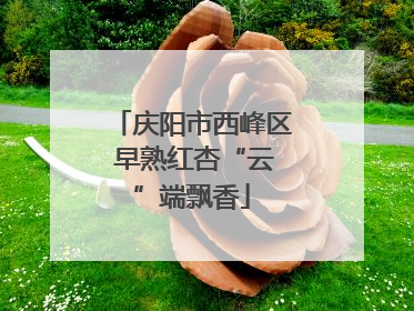 庆阳市西峰区 早熟红杏“云”端飘香