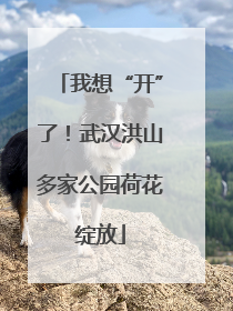 我想“开”了！武汉洪山多家公园荷花绽放