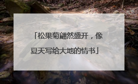 松果菊翩然盛开，像夏天写给大地的情书