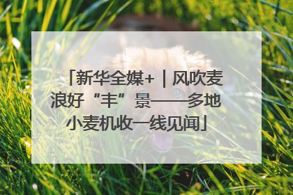 新华全媒+｜风吹麦浪好“丰”景——多地小麦机收一线见闻
