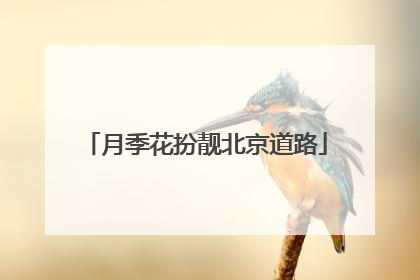 月季花扮靓北京道路