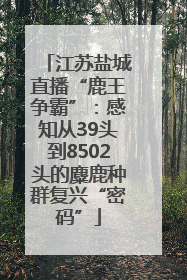 江苏盐城直播“鹿王争霸”：感知从39头到8502头的麋鹿种群复兴“密码”