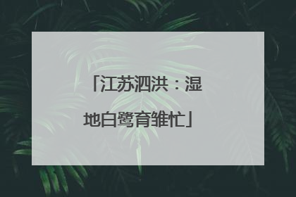 江苏泗洪：湿地白鹭育雏忙