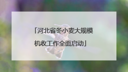 河北省冬小麦大规模机收工作全面启动