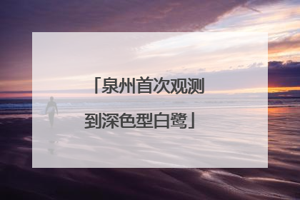 泉州首次观测到深色型白鹭