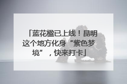 蓝花楹已上线！昆明这个地方化身“紫色梦境”，快来打卡