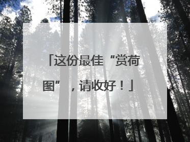 这份最佳“赏荷图”，请收好！