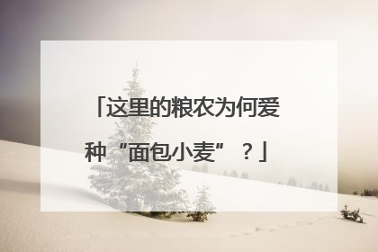 这里的粮农为何爱种“面包小麦”？