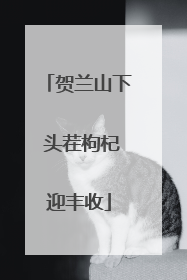 贺兰山下 头茬枸杞迎丰收