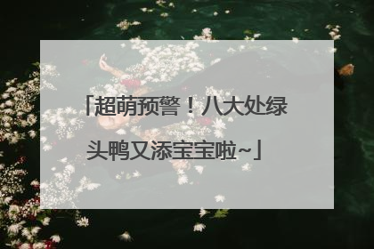 超萌预警！八大处绿头鸭又添宝宝啦~