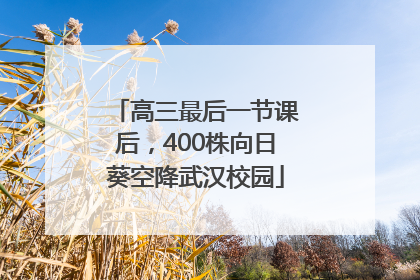 高三最后一节课后，400株向日葵空降武汉校园