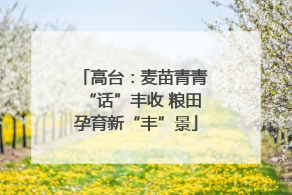 高台：麦苗青青“话”丰收 粮田孕育新“丰”景