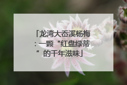 龙湾大岙溪杨梅：一颗“红盘绿蒂”的千年滋味