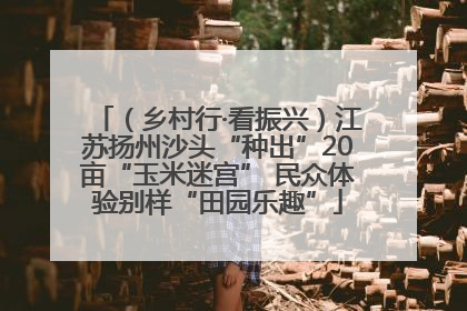 （乡村行·看振兴）江苏扬州沙头“种出”20亩“玉米迷宫” 民众体验别样“田园乐趣”