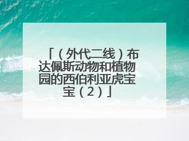 （外代二线）布达佩斯动物和植物园的西伯利亚虎宝宝（2）
