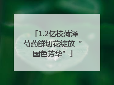 1.2亿枝菏泽芍药鲜切花绽放“国色芳华”